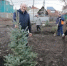 Ко Дню матери посадили голубые ели - Кувандыкский городской округ